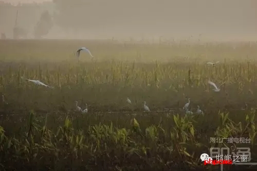 連日來，一群約有40只的白鷺棲息在邯鄲廣平縣東張孟鄉(xiāng)附近的一片玉米田地里。時而戲耍，時而自由自在地飛翔，它們描繪了一幅自然秀美的田園風(fēng)景。